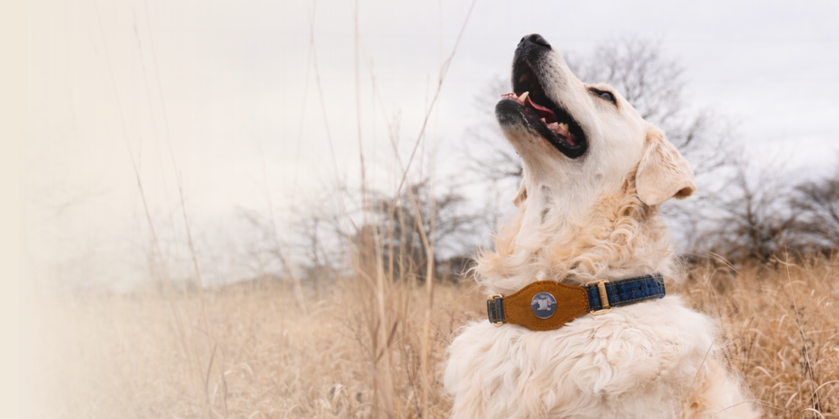 Heirloom Suede AirTag Dog Collar — Black & Coffee
